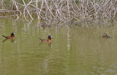 Masked Duck - Maskerstekelstaart