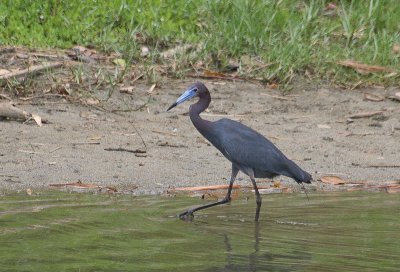 Little Blue Heron - Kleine Blauwe Reiger