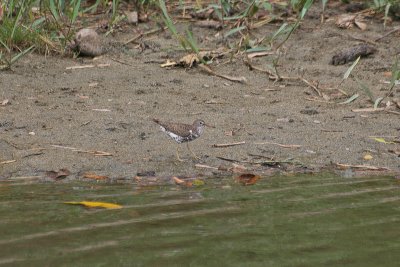Spotted Sandpiper - Amerikaanse Oeverloper