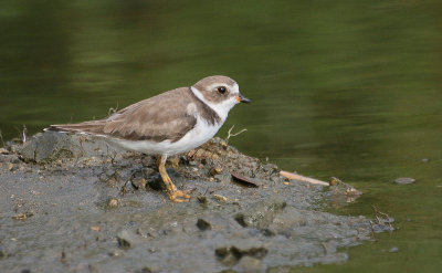 Semipalmated Plover - Amerikaanse Bontbekplevier