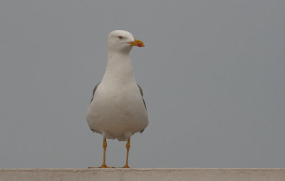 Yellow-legged Gull - Geelpootmeeuw