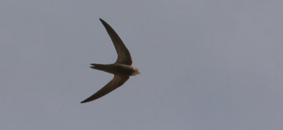 Pallid Swift - Vale Gierzwaluw