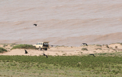 Northern Bald Ibis - Heremietibis