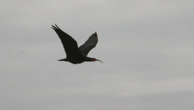 Northern Bald Ibis - Heremietibis