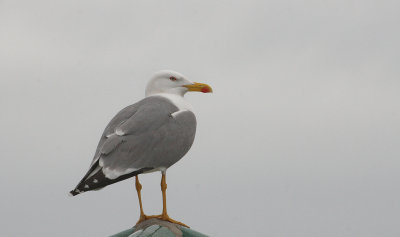 Yellow-legged Gull - Geelpootmeeuw