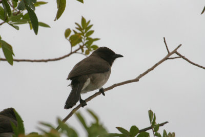 Garden Bulbul - Grauwe Buulbuul