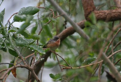 Subalpine Warbler - Baardgrasmus