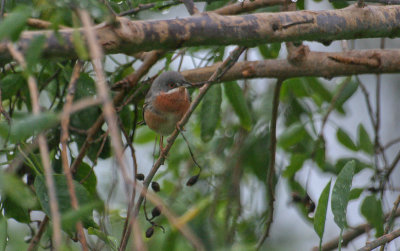 Subalpine Warbler - Baardgrasmus