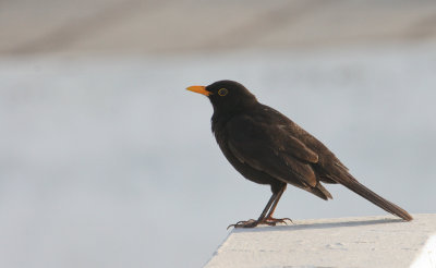 Blackbird - Merel