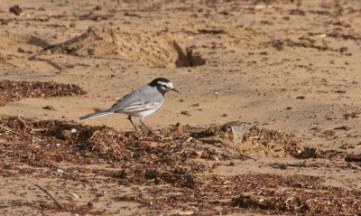 Moroccan Wagtail - Marokkaanse Kwikstaart