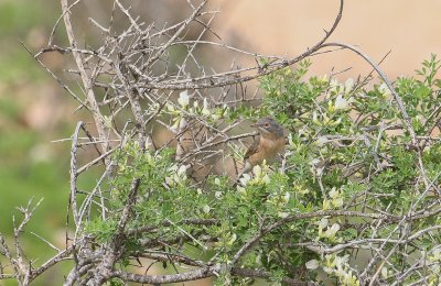 Tristram's Warbler - Atlasgrasmus