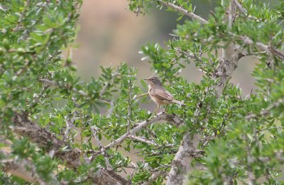 Tristram's Warbler - Atlasgrasmus