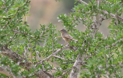 Tristram's Warbler - Atlasgrasmus