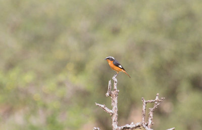 Moussier's Redstart - Diadeemroodstaart