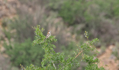 Woodchat Shrike - Roodkopklauwier