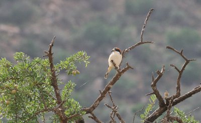 Woodchat Shrike - Roodkopklauwier