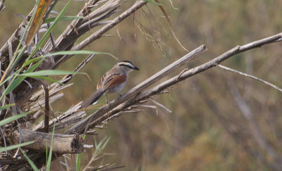 Black-crowned Tchagra - Zwartkruintsjagra