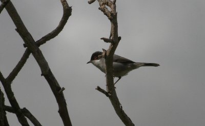 Sardinian Warbler - Kleine Zwartkop