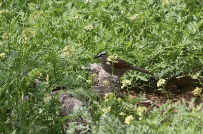 Black-crowned Tchagra - Zwartkruintsjagra