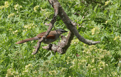 Black-crowned Tchagra - Zwartkruintsjagra