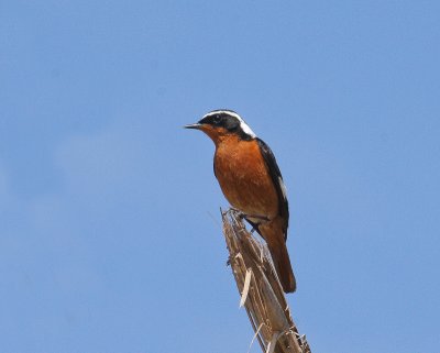 Moussier's Redstart - Diadeemroodstaart