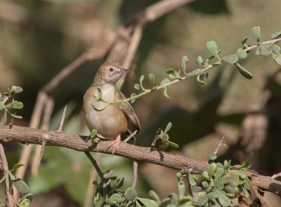 Zitting Cisticola - Graszanger