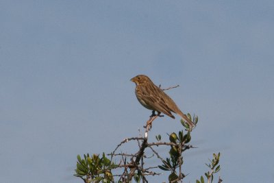 Corn Bunting - Grauwe Gors