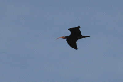 Northern Bald Ibis - Heremietibis