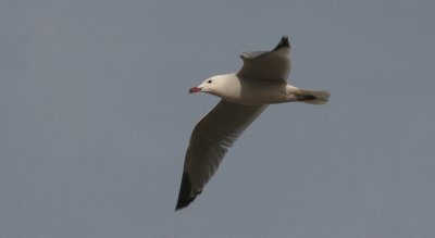  Audouin's Gull - Audouins Meeuw