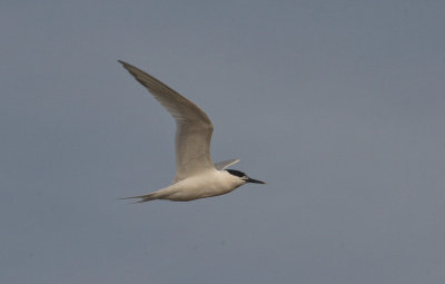 Sandwich Tern - Grote Stern