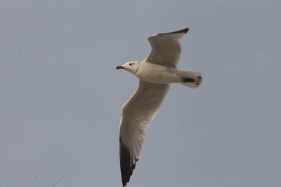  Audouin's Gull - Audouins Meeuw