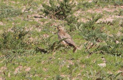 Eurasian Stone-curlew - Griel