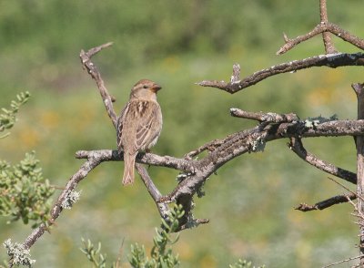 Spanish Sparrow - Spaanse Mus