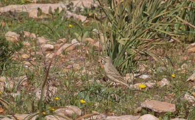 Tawny Pipit - Duinpieper