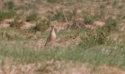 Cream-coloured Courser - Renvogel