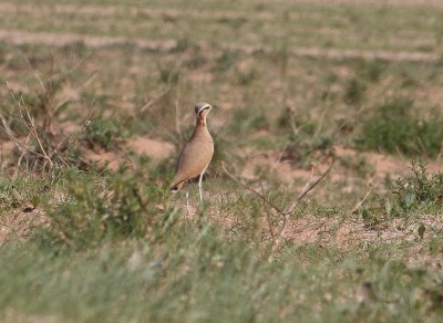 Cream-coloured Courser - Renvogel