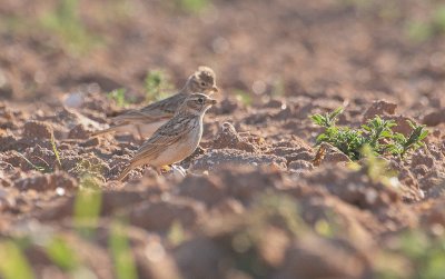 Greater Short-toed Lark - Kortteenleeuwerik