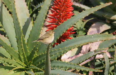 Common Chiffchaff - Tjiftjaf