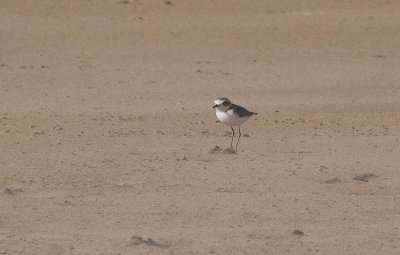 Kentish Plover - Strandplevier