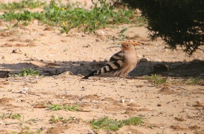 Eurasian Hoopoe - Hop