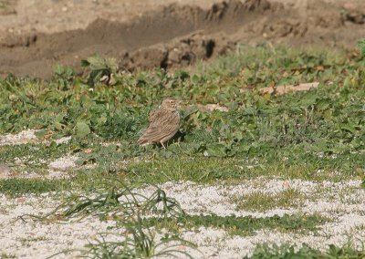 Crested Lark - Kuifleeuwerik