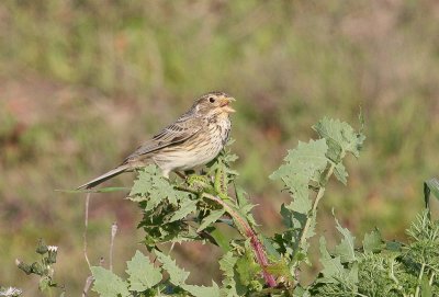 Corn Bunting - Grauwe Gors