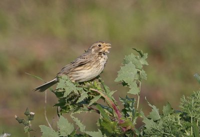 Corn Bunting - Grauwe Gors
