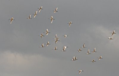 Eurasian Spoonbills - Lepelaars