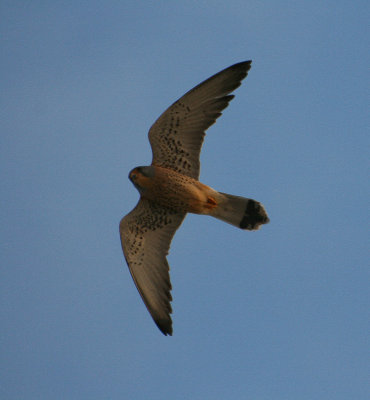 Lesser Kestrel - Kleine Torenvalk