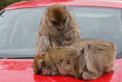 Barbary Macaque - Magot