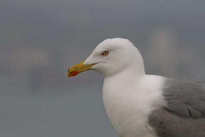 Yellow-legged Gull - Geelpootmeeuw