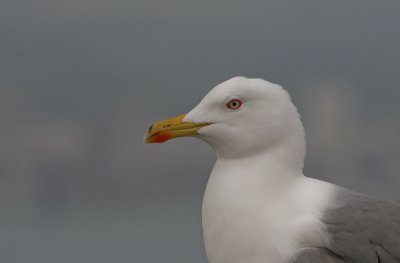 Yellow-legged Gull - Geelpootmeeuw