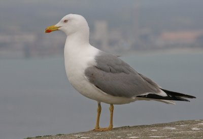 Yellow-legged Gull - Geelpootmeeuw