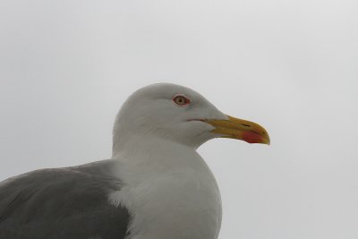 Yellow-legged Gull - Geelpootmeeuw
